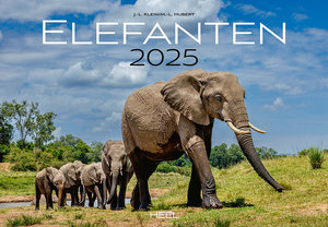 Cover Kalender Elefanten 2025 | Heel Verlag